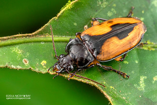 Ground beetle (Orthogonius sp.) - DSC_7476