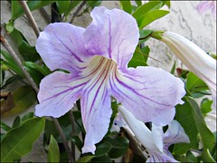 Lavender trumpet vine