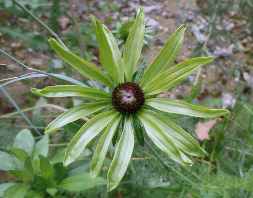 black-eyed susan with green petals