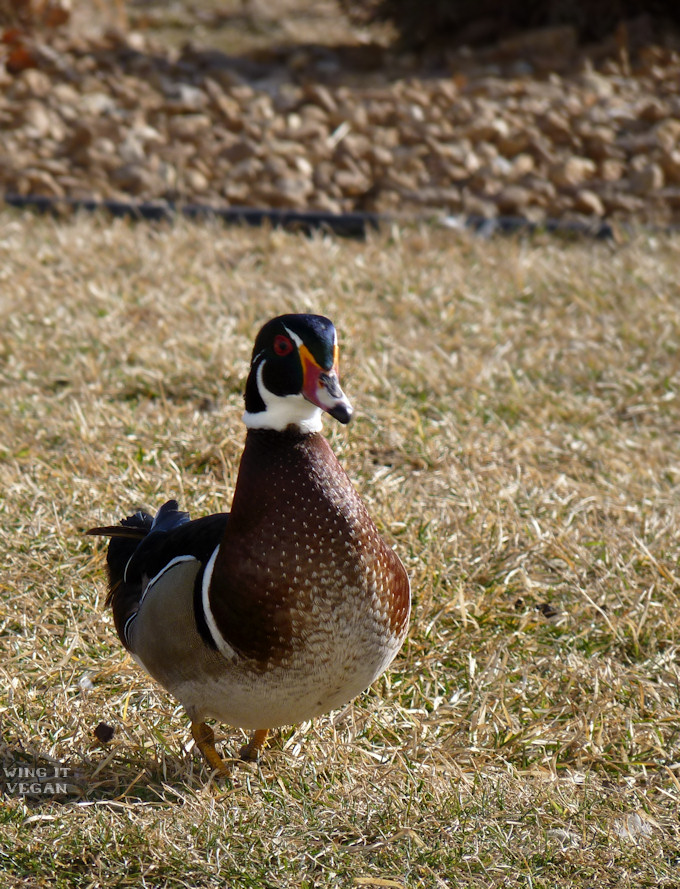 Squeaky the Wood Duck