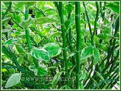 Euphorbia tithymaloides 'Variegatus' (Variegated Devil's Backbone, Jacob's Ladder, Zig-zag Plant, Redbird Flower/Cactus, Christmas Candle, Slipper Spurge/Plant, Japanese Poinsettia), May 12 2013