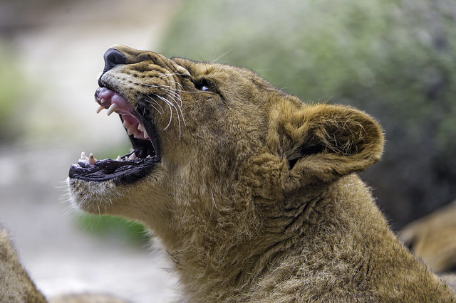 Profile of a lion cub yawning