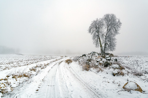 road winter mist snow tree field misty fog foggy tracks moses birch acre birchtrees gravelroad naturallightphotography ludwigrimlphotography ludwigrimlnaturallightphotography