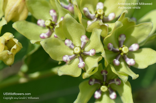 Antelope-Horn Milkweed, Green Antelopehorn, Spider Milkweed, Green Milkweed - Asclepias viridis