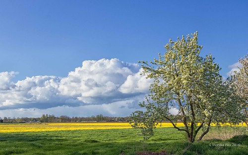 landscape outdoor natur nederland wiesen wolken well nl maas blüte landschaft frühling niederlande rapsblüte provinzlimburg canonefs18135mmf3556isstm eos760d