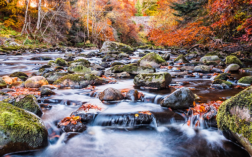 autumn leaves river scotland unitedkingdom moray divie randolphsleap