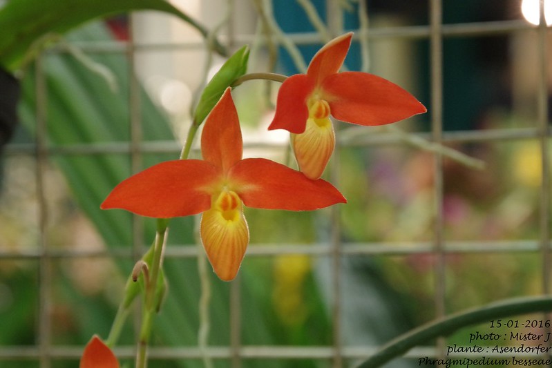 Exposition orchidee à Poissy les 15,16 et 17 janvier 24327236211_758639b04c_c
