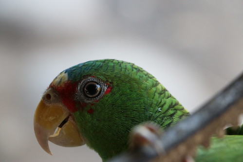 bird nature animal mexico parrot chiapas