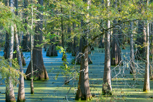 trees usa lake sunrise louisiana atchafalayabasin delta bayou swamp wetlands cypress lakemartin baldcypress cypressknees