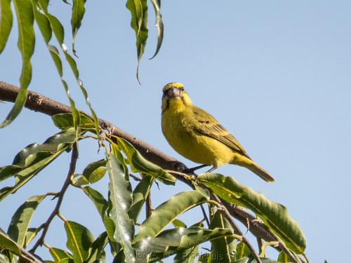 bird canary uganda kampala serinus yellowfrontedcanary serinusmozambicus