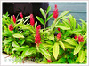 Alpinia purpurata 'Red' (Red Ginger, Jungle King, Jungle Queen)