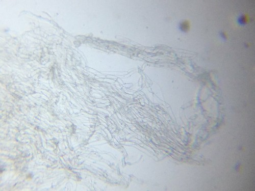 鴻禧菇菌絲