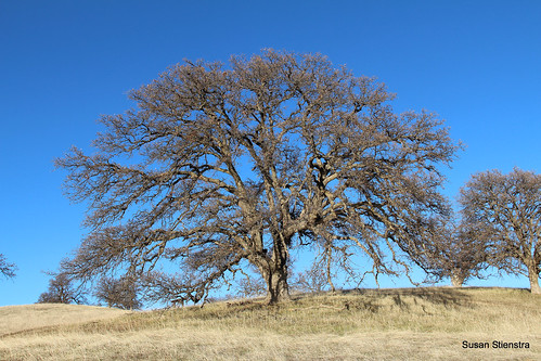 california hills hillside oaktree tehamacounty blackbuttelakerecreationarea