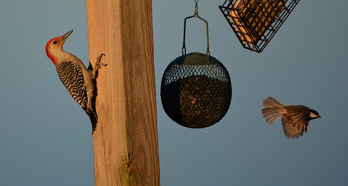 bird birds illinois woodpecker nikon chickadee redbelliedwoodpecker blackcappedchickadee birdfeeders 2015 eddyville nikond7100