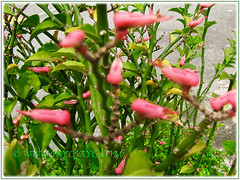 Slipper-like pink flowers of Euphorbia tithymaloides (Devil's Backbone, Jacob's Ladder, Zig-zag Plant, Redbird Flower/Cactus, Christmas Candle, Slipper Spurge/Plant, Japanese Poinsettia), June 21 2013