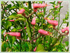 Euphorbia tithymaloides 'Variegatus' (Variegated Devil’s Backbone, Jacob’s Ladder, Zig-zag Plant, Redbird Flower/Cactus, Christmas Candle, Slipper Spurge/Plant, Japanese Poinsettia)