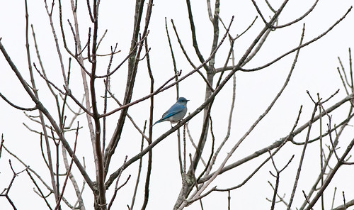 Transcontinental Bluebird