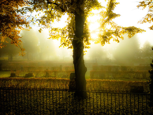 morning mist cemetery fog fence dawn sweden linden dalarna falun lind dimma tilia bergslagen norslund cordota