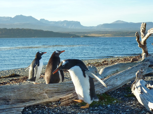 Gentoo penguins on Isla Martillo
