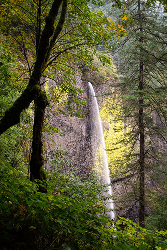 wood travel tree green fall nature water oregon canon river landscape us waterfall unitedstates columbia npc gorge corbett 6d sigma50mmf14dghsm