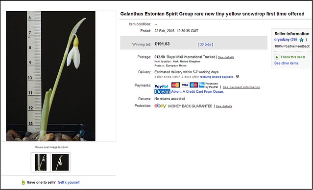 Hiiu lumikelluke/ Estonian galanthus on Ebay