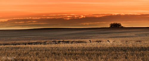 canada field clouds sunrise walking geese head wheat canon70200mmf40l canon6d