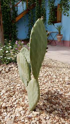 Villa Diletta Cactus