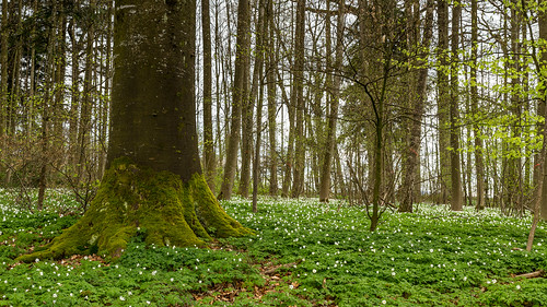 tree forest canon landscape schweiz swiss ostschweiz blumen tamron landschaft wald baum thurgau canoneos6d lightroomcc tamronsp2470mmf28divcusm