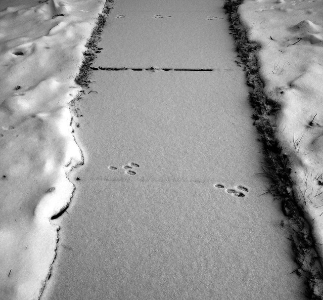 Prints in the Snow