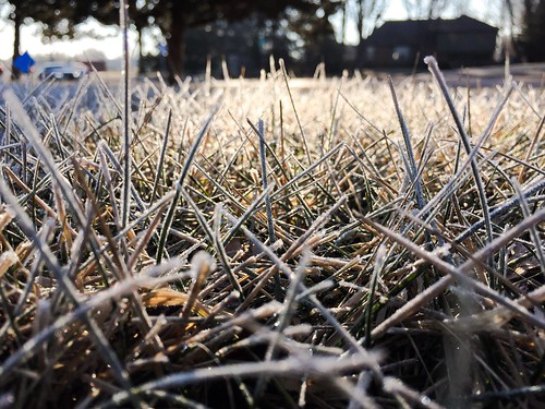 morning winter cold macro grass sunrise dawn frost iphone instagram