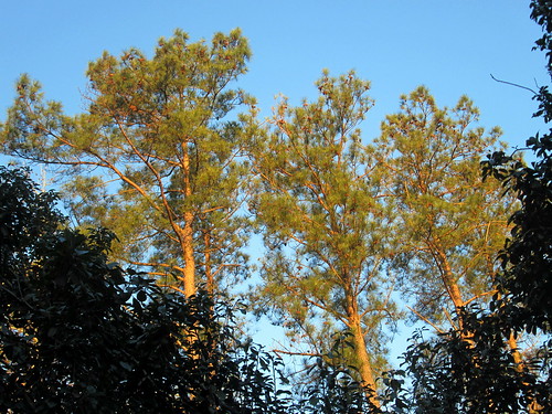 trees sky tree nature beauty leaves landscape nc natural northcarolina bluesky greenery picaday pictureoftheday dailyphoto clearsky wintermorning photooftheday picoftheday lumberton coldmorning godscreation coolmorning crispmorning clearandcold robesoncounty