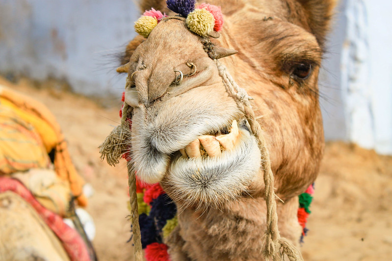 Camel safari in Pushkar