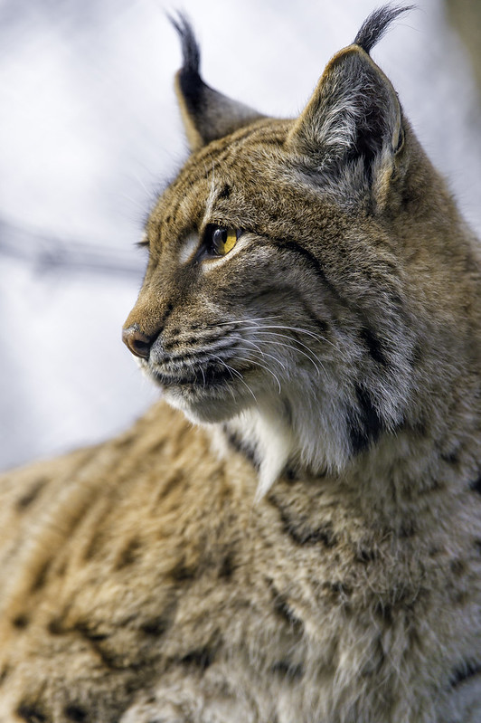 Profile portrait of a lynx