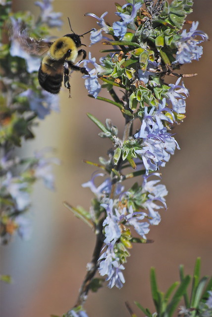 Bumblebees and other pollinators are a welcome sight and sign of warmer weather - at Smith Mountain Lake State Park, Virginia
