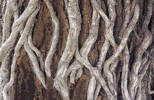 nature outdoors tree vines dead stark brown white twisty death complex rogersadler roger sadler ©