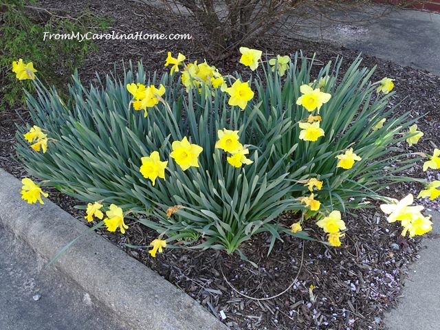April Daffodils 5