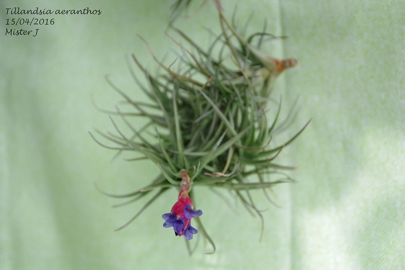 Tillandsia aeranthos 26439803615_7e507f3cae_c