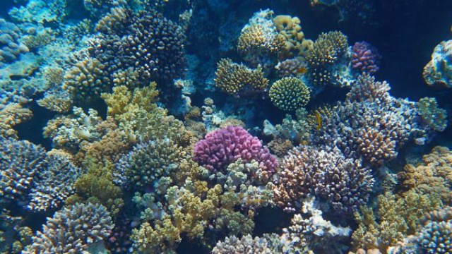 amazonas coral