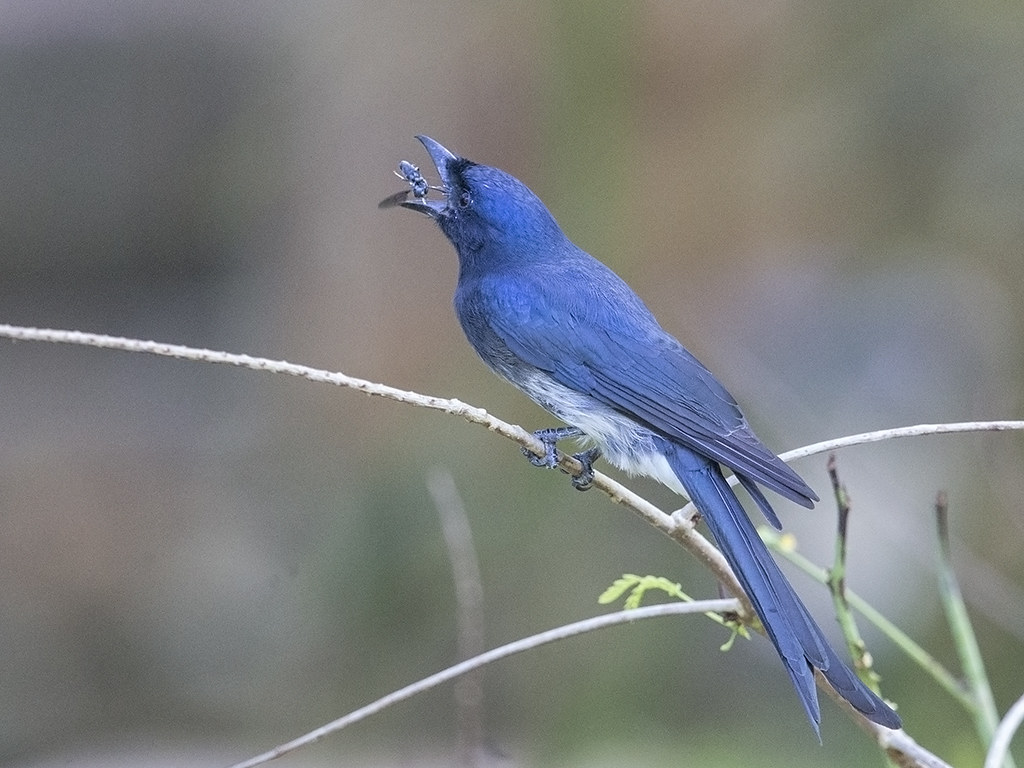 White-bellied Drongo 1