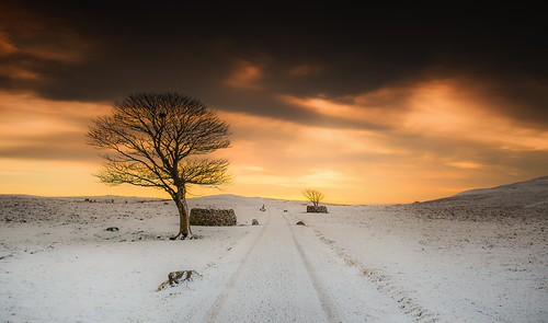 winter snow cold tree sunrise landscape sheep lonetree malham yorkshiredales ef1740l leadin leefilters canon6d