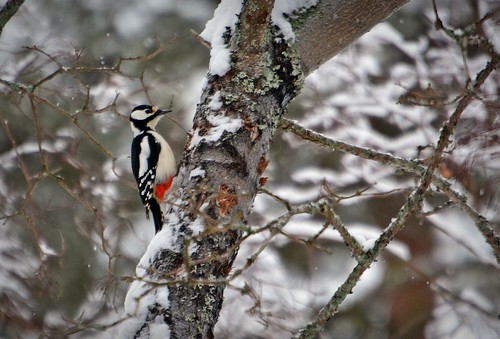 winter bird weather birds finland woodpecker