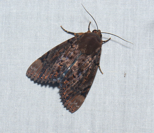 sumatra indonesia moth lepidoptera noctuidae gunungleuser ketambe taxonomy:order=lepidoptera geo:country=indonesia taxonomy:binomial=arctemodesta