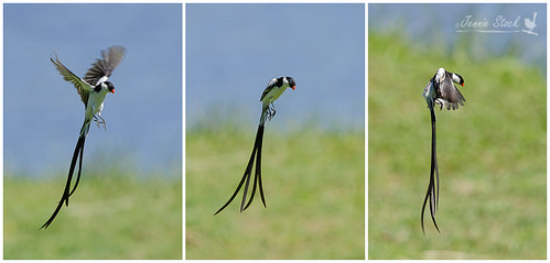 display malebird pintailedwhydah viduamacroura bonteboknationalpark courtshipbehaviour