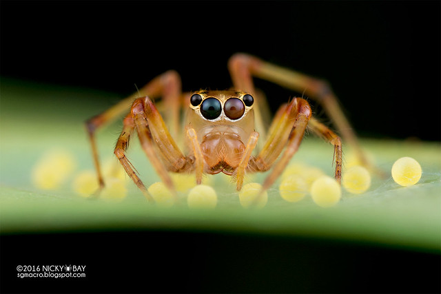 Jumping spider (Parabathippus sp.) - DSC_6897