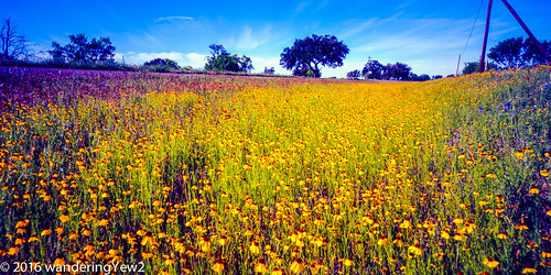 flower 120 film mediumformat texas panoramic hillcountry wildflower filmscan texaswildflowers texashillcountry panoramiccamera masoncounty 21panoramic 6x12 horseman6x12panoramiccamera horseman612panoramiccamera