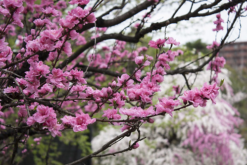 park pink japan spring bokeh hiroshima shukkeien
