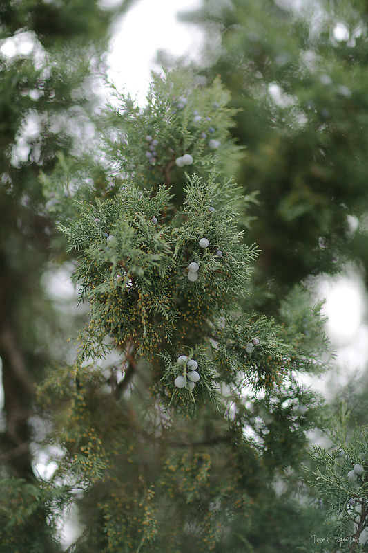 juniperus of Noviy Svit 02