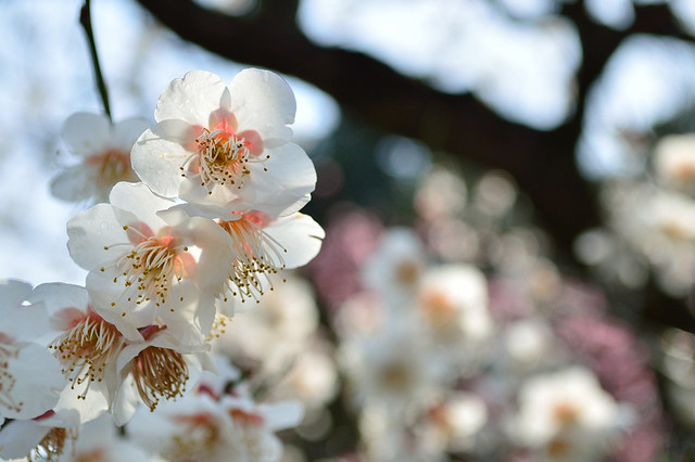 ウメ　Plum blossoms