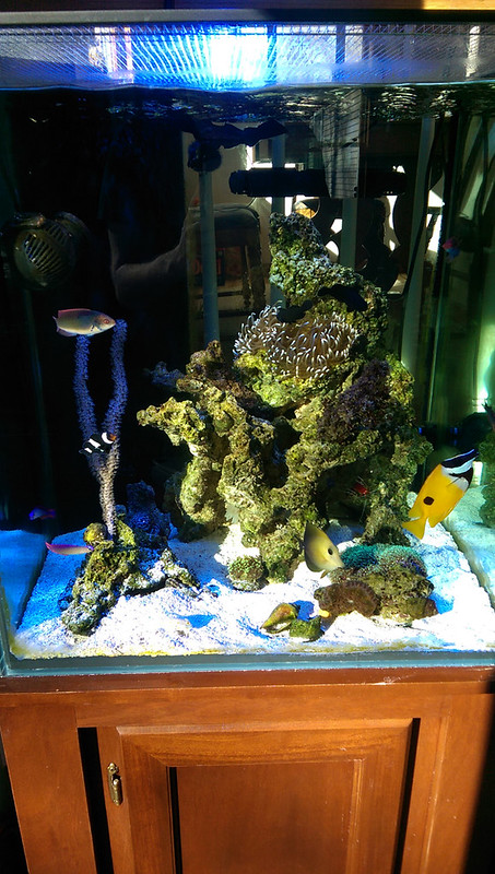 ReefCentral-Picture-70