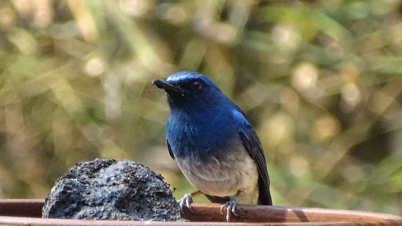 White Bellied Blue Fly-catcher